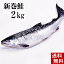 (送料無料)新巻鮭の姿 2kg　味を引き立てる塩気と、身が引き締まりしっとりとしたサケ本来の味をお楽しみください。焼き魚やしゃけおにぎりも美味しい。北海道グルメ食品 魚介類・シーフード サケ 新巻鮭