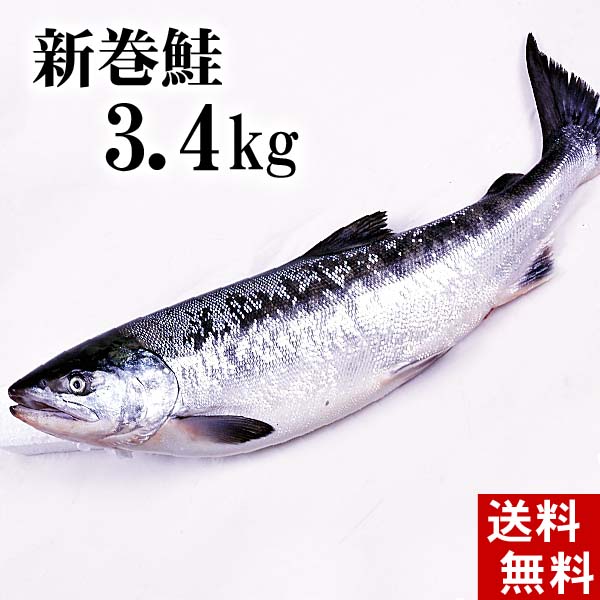 (送料無料)新巻鮭の姿 3.4kg　（北海道オホーツク産）味を引き立てる塩気と、身が引き締まりしっとりとしたサケ本来の味をお楽しみください。焼き魚やしゃけおにぎりも美味しい。食品 魚介類・シーフード サケ 新巻鮭