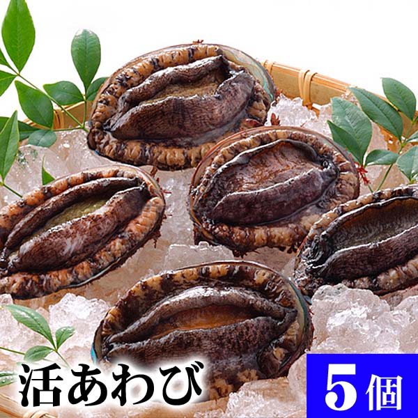 野村海産 三陸冷凍エゾ鮑 500g 4～5個 鮑むきヘラ 軍手 レシピ付 北海道/四国/九州・沖縄送料別 冷凍 アワビ 鮑 あわび 三陸 海鮮 ギフト お歳暮 お中元 貝