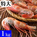 特大子持ち ぼたんえび　2Lサイズ　1kg(12〜18尾入)　ボタンエビ特大サイズ、卵入り。ギュッと締まった身の甘みと、海老味噌も絶品。お刺身用、お寿司用のぼたん海老(ギフト食品)　えび