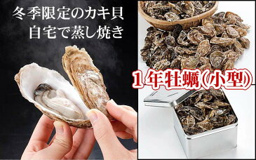 (送料無料) 殻付き生牡蠣貝のがんがん蒸し　4kg前後(1年貝・小型40〜50個)北海道サロマ湖産の殻付きかき貝。自宅で蒸し焼きのカキが食べられます。蒸し牡蠣用の缶付き。ガンガン焼き カンカン焼き