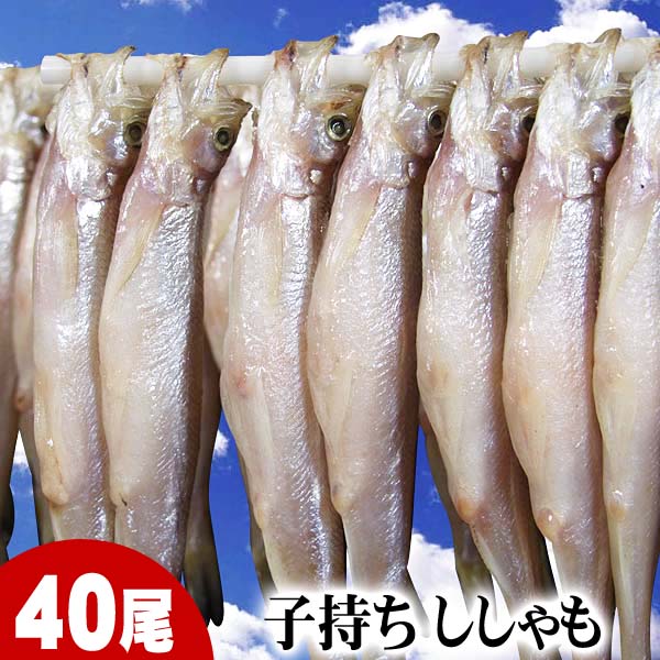子持ちシシャモ　メス　40尾入り(小サイズ)　北海道鵡川・広尾・厚賀・釧路産ししゃもです。脂のりも良く、ご飯のおかずに最適な干物柳葉魚、干し魚。ぷちぷち卵の食感も味わえます。北海道グルメ食品 魚介類・シーフード シシャモ 子持ちししゃも(ギフト)