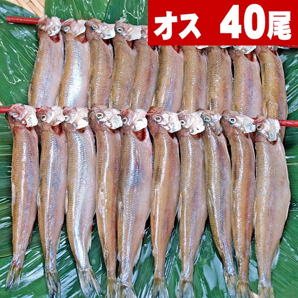 シシャモ　オス　40尾入り(雄　小サイズ)潮風と天日で干した北海道鵡川・厚賀・広尾・釧路産ししゃも。脂のりも良く、ご飯のおかず、お酒のおつまみに最適な干物柳葉魚、干し魚。北海道グルメ食品 魚介類・シーフード 加工品 干物 シシャモ(ギフト)