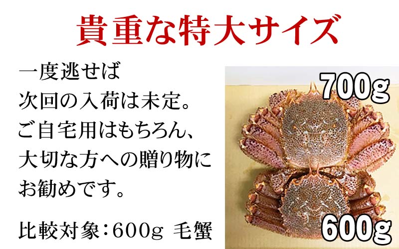 北海道産　活毛蟹　700g前後 特大　毛ガニの美味しさを味わうなら、未冷凍の活け活蟹。茹でたて毛がにの醍醐味でもあるカニ味噌。活毛ガニならかにのお刺身、焼きガニが食べられます。カニ通販、 魚介類・ カニ 毛ガニ ボイル