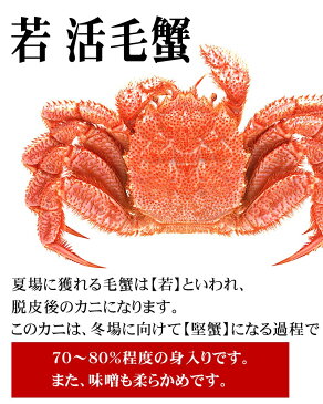 北海道産 若 活毛蟹 450g前後 1尾入り 毛ガニの美味しさを味わうなら、未冷凍の活蟹。脱皮後の毛がに(若蟹)です。活毛ガニならかにのお刺身、焼きガニが食べられます。北海道グルメ食品 魚介類・シーフード カニ 毛ガニ 活