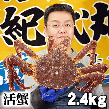 タラバガニ　活たらばがに　オス　2.4kg前後　茹でたてなら到着後、すぐ食べられる未冷凍のたらば蟹です。活カニならではのお刺身用でも食べられます。焼きガニ、蒸し蟹もできる活タラバガニ　　(ギフト食品)