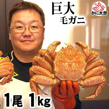 超特大な毛蟹 1kg 1尾入り ボイル冷凍 北海道産の毛ガニです。毛がにの醍醐味でもあるカニ味噌とかに身と絡めてお召し上がりください。かに通販 蟹みそ北海道グルメ食品 魚介類・シーフード カニ 毛ガニ (ギフト食品)