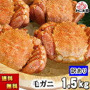 (送料無料) 訳あり 毛蟹 合計1.5kg前後(2~5尾入り) ボイル冷凍 足折れあり・サイズ規格外を集めた、わけあり毛ガニ。毛がにの醍醐味でもあるカニ味噌とかに身と絡めてお召し上がりください。かに通販 カニお取り寄せ