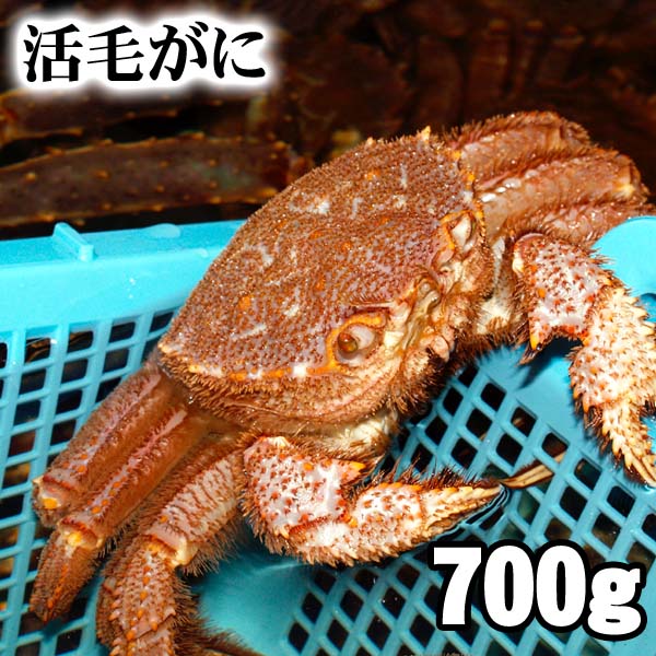 北海道産　活毛蟹　700g前後 大型　毛ガニの美味しさを味わうなら、未冷凍の活け活蟹。茹でたて毛がにの醍醐味でもあ…