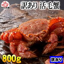 訳あり 活毛ガニ 800g前後 足折れ・キズ・割れがある わけあり品でお得 未冷凍(冷蔵)で新鮮な活け毛ガニの旨味をお届け 活毛蟹 かに味噌 カニ お刺身