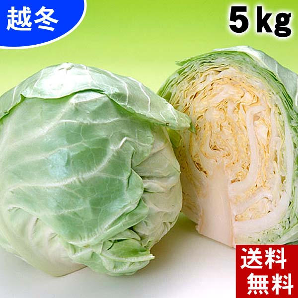 (送料無料) 和寒産越冬雪の下キャベツ 合計5kg(2〜4玉入り) 北海道産の真冬に食べる雪の下きゃべつ。イチゴより甘い雪下キャベツ、糖度10度の葉物野菜。千切り、ロールキャベツ、サラダ、スープにご利用ください。 野菜・きのこ キャベツ