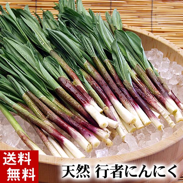 (送料無料)天然 行者にんにく　500g前後　美味しい旬の北海道産春野菜、行者ニンニクを産地直送。ギョウジャニンニクはアイヌネギ、ヒトビロ、キトビロとも呼ばれます。餃子の具や醤油漬けで保存も出来ます。北海道グルメ食品 野菜・きのこ 春野菜 山菜