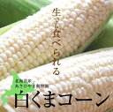 (送料無料)白いとうもろこし　旭山動物園白くまコーン　白いトウモロコシが10本入り(北海道スイートコーン ピュアホワイト・ホワイトレディー)生とうきび/生なんば朝採りの珍しい野菜、ホワイトコーン