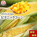 (送料無料)ピクニックコーン 小型のとうもろこし 11〜13本入り 北海道名寄産スイートコーン、糖度18度の生で食べられる極甘トウモロコシ。生とうきび/生なんば...