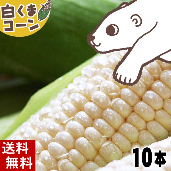 (送料無料)白いとうもろこし　旭山動物園白くまコーン　白いトウモロコシが10本入り(北海道スイートコ ...