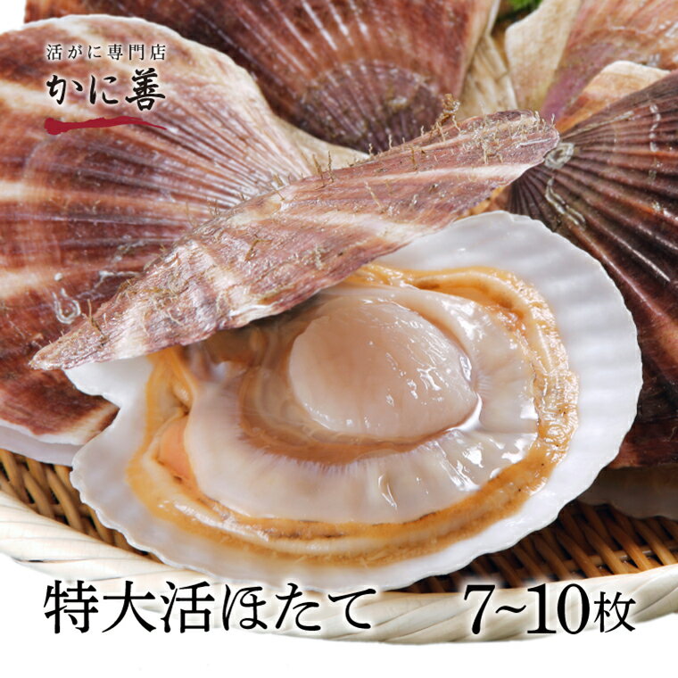 ギフト ほたて 生 帆立 北海道産 大粒 活ホタテ (7〜10枚) 殻付き 冷蔵 生帆立 甘さたっぷりの貝柱 刺身 ギフト 未冷凍 母の日 父の日 沖縄のみ送料550円増