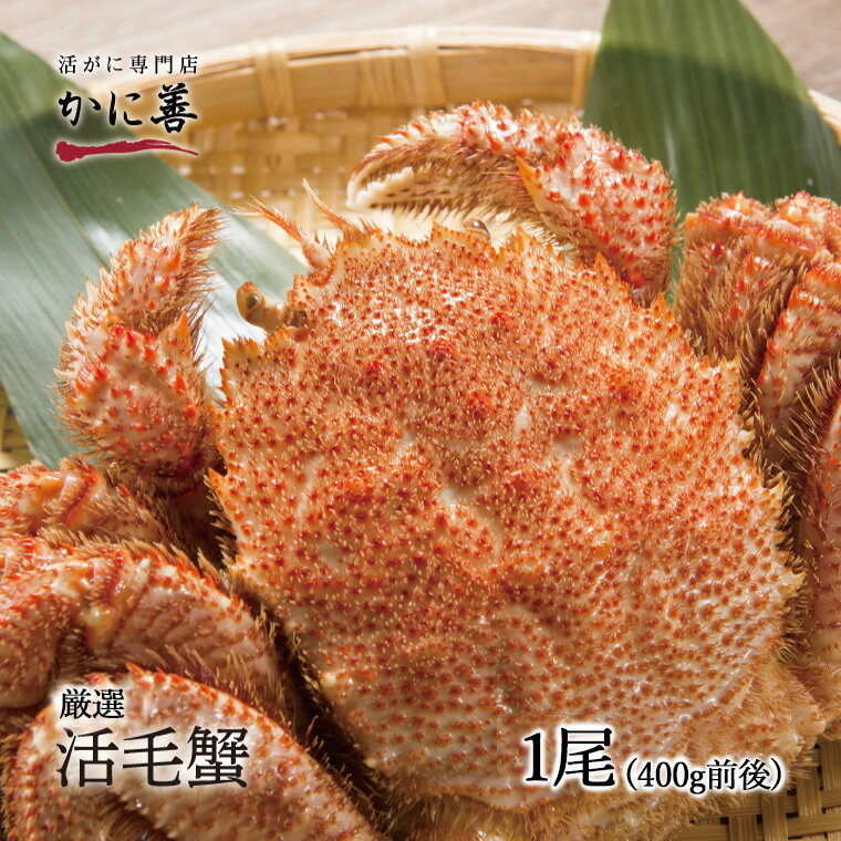 送料無料 北海道産 厳選 活毛ガニ 1尾 (400g前後) 冷蔵 ボイル対応 ギフト 毛ガニ 毛蟹 毛がに 活かに 活蟹 刺身 未冷凍 内祝い お返し 母の日 父の日