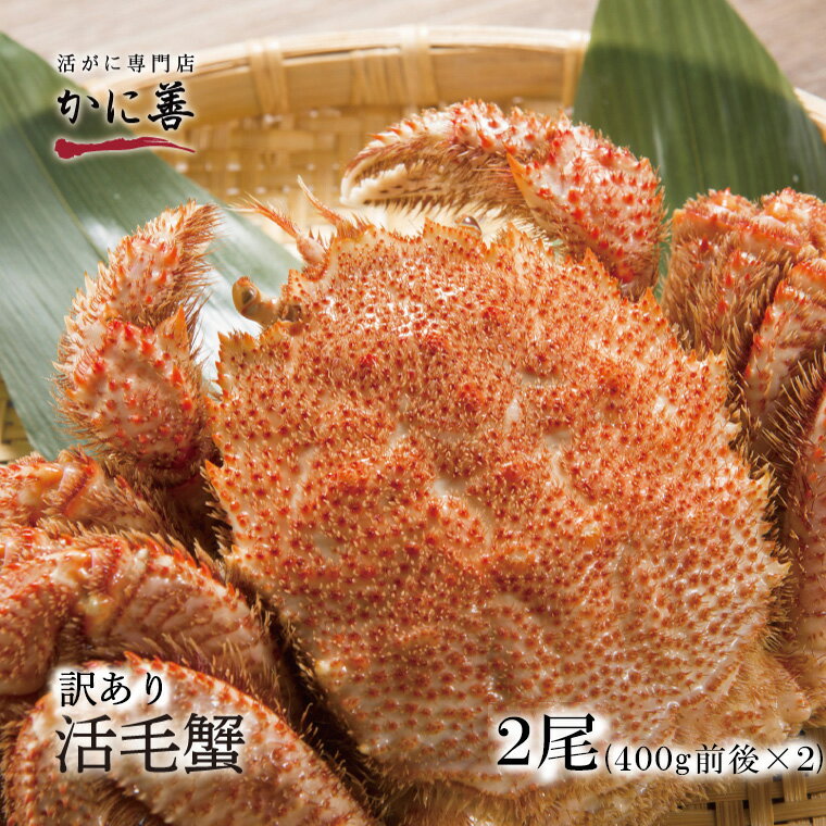 送料無料 訳あり 活毛ガニ 2尾(400g前後×2) 北海道 北海道産 冷蔵 毛蟹 毛がに 活かに 活蟹 刺身も 未冷凍 母の日 父の日
