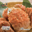 送料無料 1尾 (500g前後) 絶品 活毛ガニ 数量限定 未冷凍 お歳暮 ギフト 毛ガニ 北海道産 冷蔵 ボイル対応 毛蟹 毛がに 活かに 活蟹 刺身 内祝い...