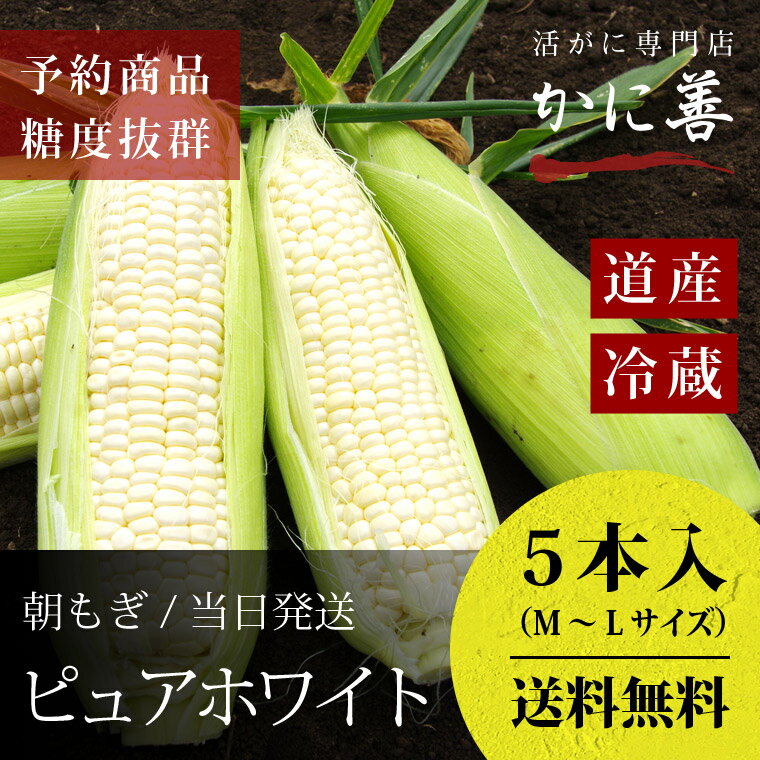 とうもろこし 朝もぎ ピュアホワイト 北海道産 予約販売 L-2L 5本入 送料無料 発送8月下旬〜 生食可のスイーツ野菜 沖縄地区のみ送料520円 母の日 父の日