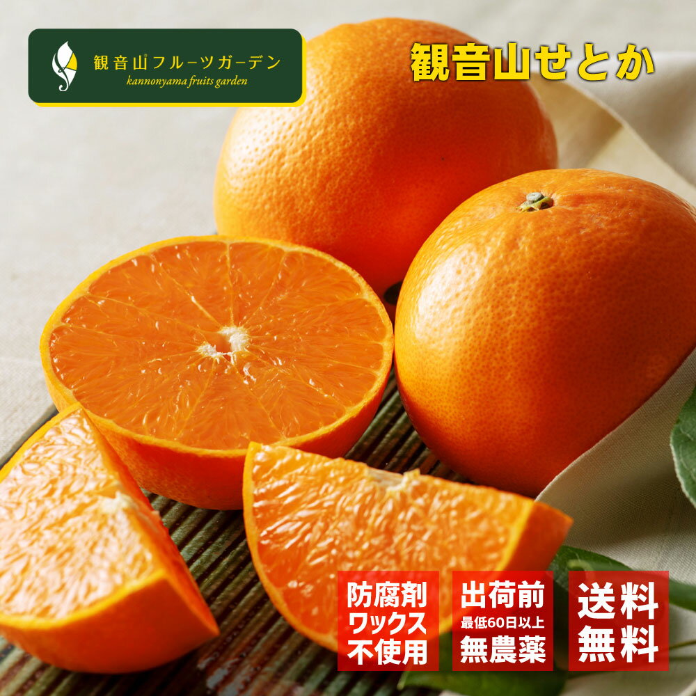 ※4月頃発送ご予約商品※せとか 和歌山 観音山 絹肌美人 A級品 3kg 観音山フルーツガーデン 送料無料