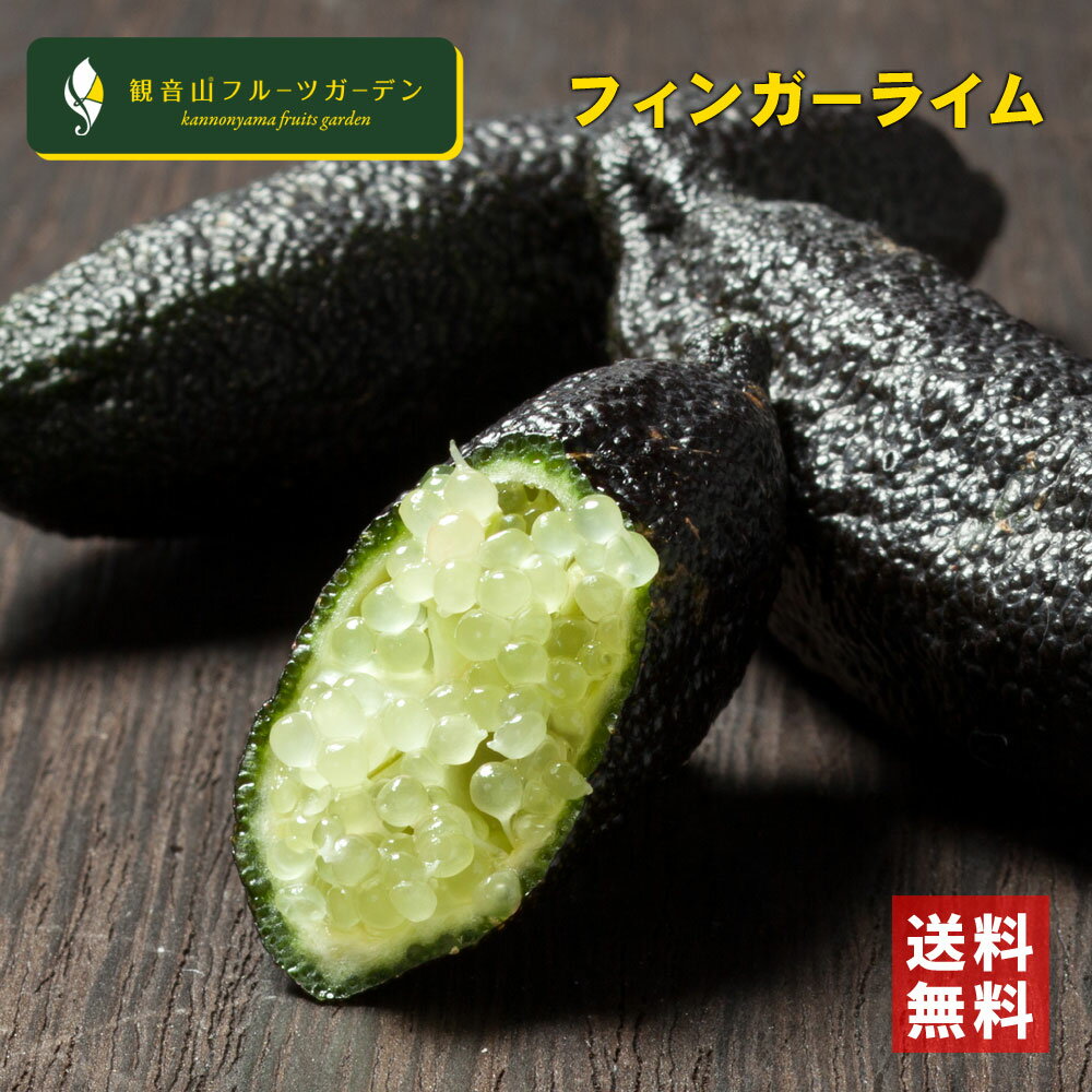 フィンガーライム 果肉色おまかせ 30g 和歌山 観音山フルーツガーデン 送料無料