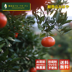 みはや 紅オレンジの甘み柑 A級品 3kg 和歌山 観音山フルーツガーデン 送料無料