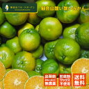 和歌山 観音山みかん 酸い酸い青みかん 1kg AB混合 和歌山県産みかん 観音山フルーツガーデン 送料無料