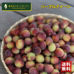 幻の赤い梅 和歌山県産 パープルクィーン 1kg 観音山フルーツガーデン 送料無料