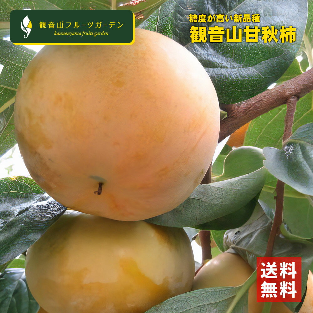 甘秋柿 (かんしゅう) A級品 2kg 和歌山 観音山フルーツガーデン 送料無料