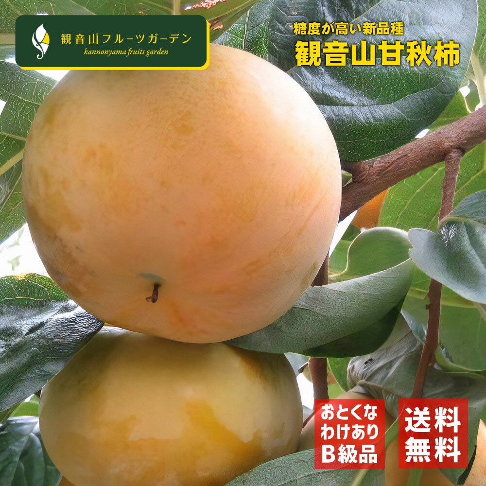甘秋柿 (かんしゅう) やんちゃ坊主 訳ありB級品 5kg 和歌山 観音山フルーツガーデン 送料無料
