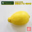 観音山レモン 璃の香（りのか） グリーンレモン AB級混合 1kg 和歌山 観音山フルーツガーデン 送料無料