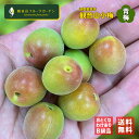 紀州小梅 小梅しゃん 青梅 ご家庭用 訳あり B級品 3kg 和歌山県産小梅 観音山フルーツガーデン 送料無料