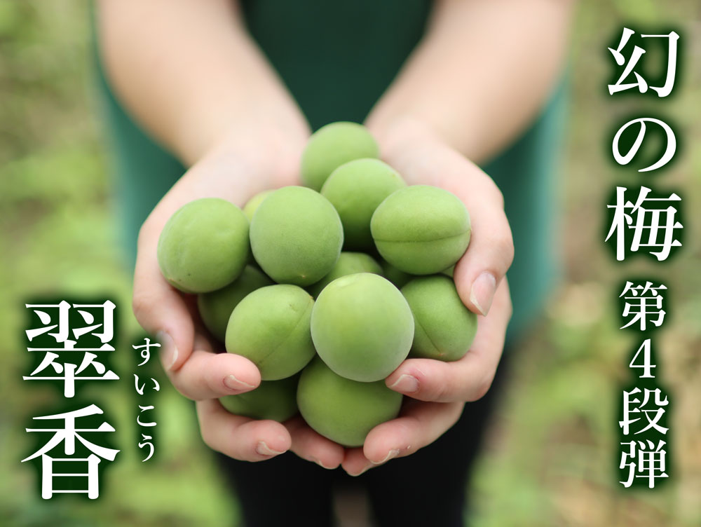 【農家直送】幻の梅 翠香 すいこう 青梅 完熟梅 A級品 1kg ~ 10kg B級品 和歌山県産 梅酒 梅シロップ 香り高い新品種 観音山フルーツガーデン 送料無料（楽天・観音山フルーツガーデン楽天市場店）