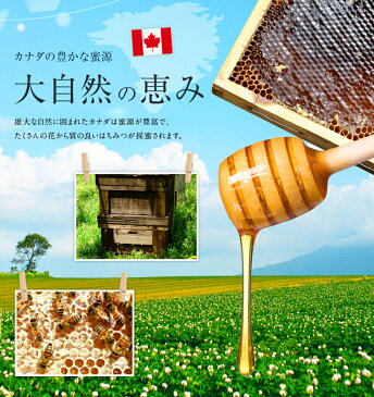 はちみつ【カナダ産】ラズベリー蜂蜜 300g蜂蜜専門店 かの蜂