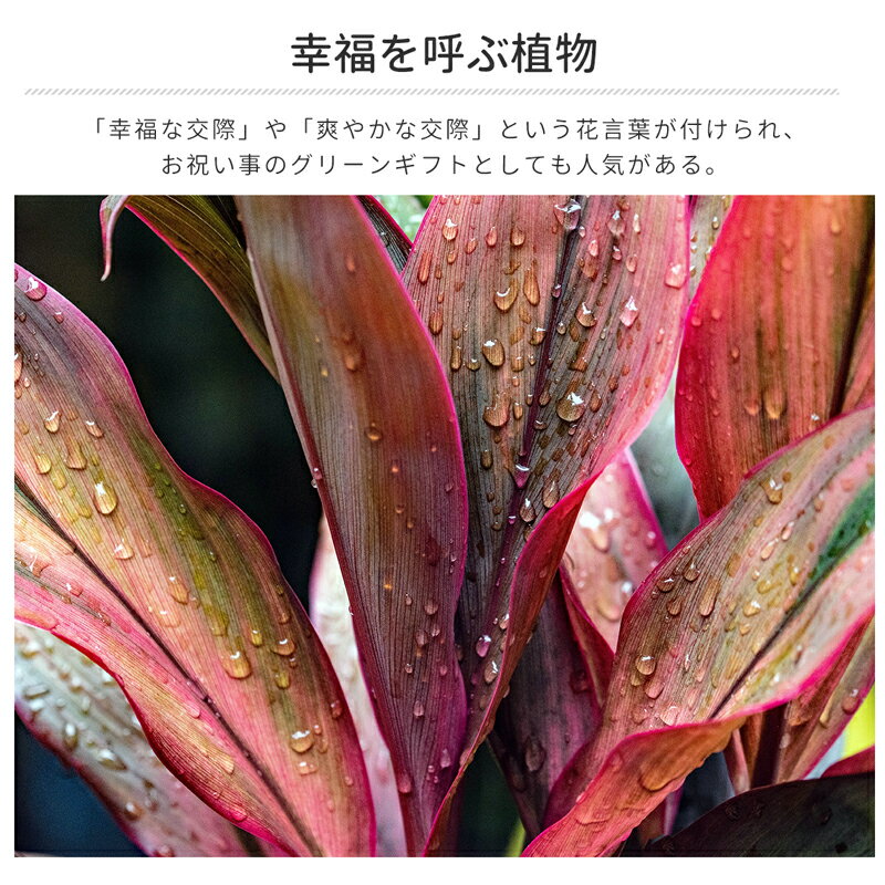 【5.9-5.16期間10%OFF】RAKU ...の紹介画像2