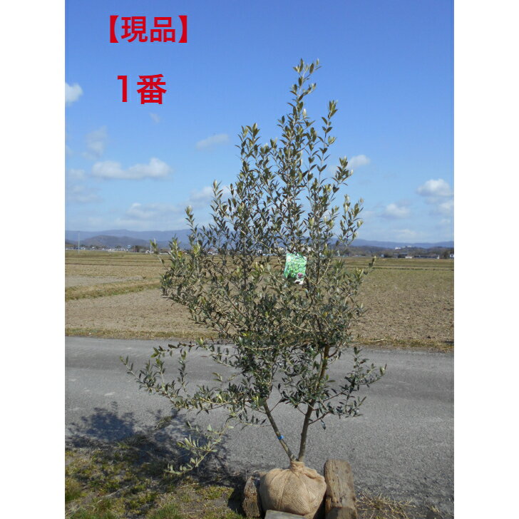楽天市場】セントキャサリン オリーブの通販 楽天市場】セントキャサリン オリーブの通販