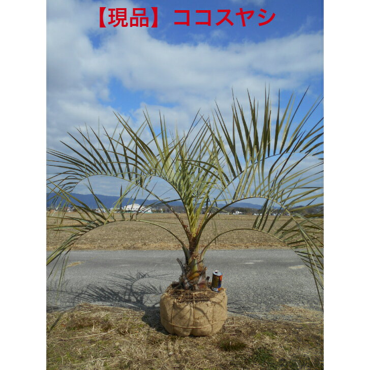 【選べる現品】人気の常緑樹 ココスヤシ ダイナミック樹形 将来性抜群の大苗。植木 庭木 シンボルツリー送料無料ですが 沖縄 離島 北海道は発送不可。