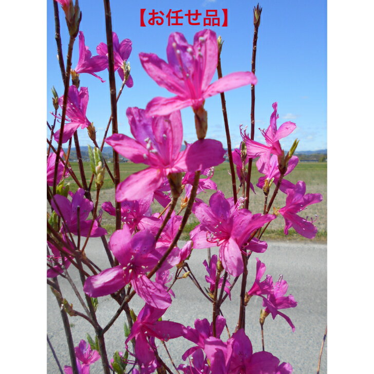 楽天市場】ミツバツツジ(ガーデニング・農業|花・ガーデン 楽天市場】ミツバツツジ(ガーデニング・農業|花・ガーデン