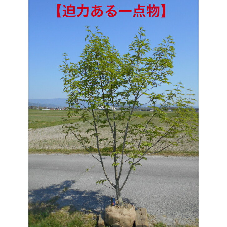 楽天市場】アオダモ 株立ち(植木|ガーデニング・農業):花 楽天市場】アオダモ 株立ち(植木|ガーデニング・農業):花