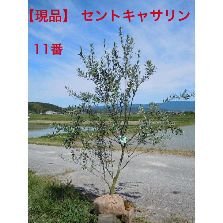 【現品】オリーブ　1本で自家結実する品種　セントキャサリン　人気品種　大株　高さ約1.7-1.9m　鉢底から シンボルツリーにどうぞ撮影時、花芽すこしあります送料無料ですが、北海道、離島、沖縄不可