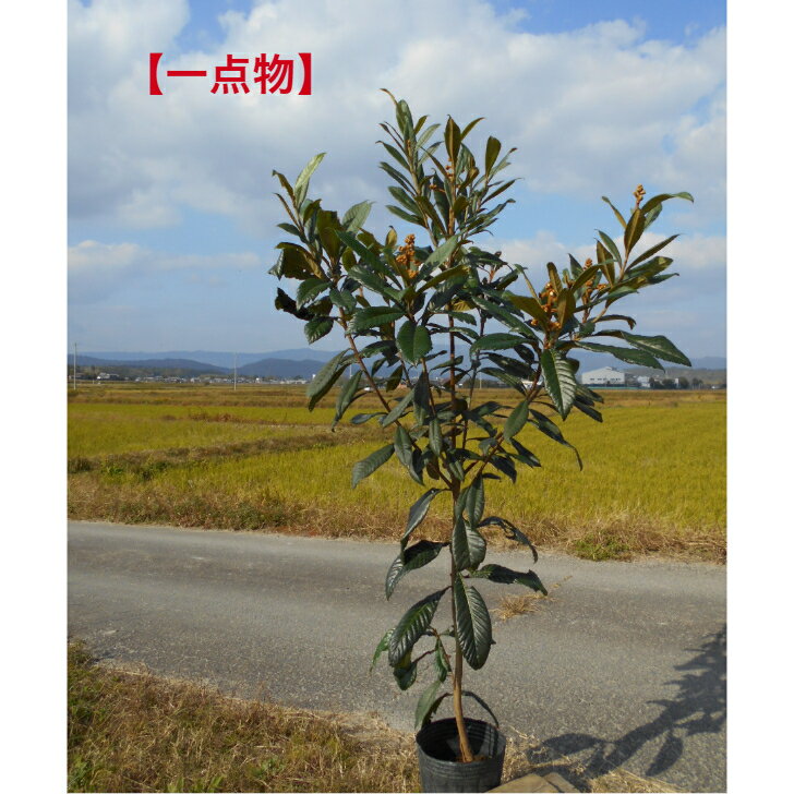 【一点物】　大実　ビワの木　なつたより　　花芽つき最高のボリューム株　苗木高さ約1.9m　鉢底含む　..