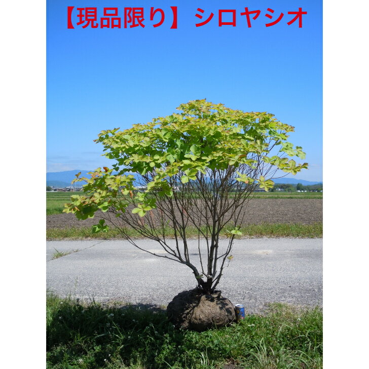 希少ツツジ　シロヤシオツツジ　 大株　 　　　　　　　　　　　　　　　　植木　庭木　シンボルツリー　　　　迫力あるボリュームがあり、存在感ある品送料無料、沖縄、離島、北海道不可