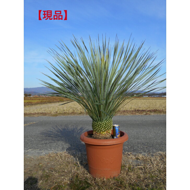 楽天市場】ユッカ ロストラータ(種類(植物)ユッカ・高さ 楽天市場】ユッカ ロストラータ(種類(植物)ユッカ・高さ