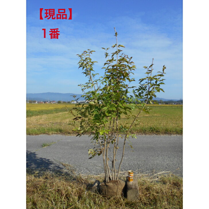 【選べる現品】 アオダモ 株立ち 10/2入荷高さ約1.7-1.8m 鉢底含む 自然樹形の味わいあるお品植木 庭木 シンボルツリー注意 送料無料ですが、北海道、離島、沖縄不可。東北・九州は追加送料必要。