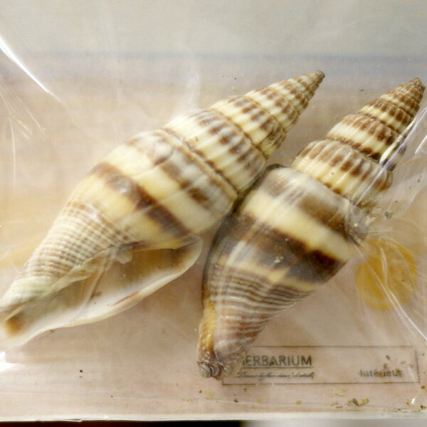 �߸˸¤� ������D HBP-4 �ϡ��Хꥦ���ѥѡ��� ���󥪥꡼�� ��KN�� ���饭�� ��� �ϥ�ɥᥤ�� ���� �쥸�� �� �� �ޥ��