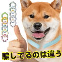 【暑い夏も安心!ペット用クールリングで涼しさを】犬のお出かけ必需品!アイスクールリング ネッククーラー クールリング キッズ 子犬 アイスネック 冷感リング ク...