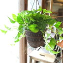 ポトス グローバルグリーン 5号吊り鉢 鉢植え グローバル グリーン 吊り下げ ぶら下げ 送料無料 薫る花 観葉植物 おしゃれ インテリアグリーン 育てやすい 小型 ミニ