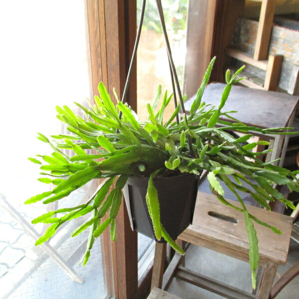 楽天市場】サボテン リプサリス(種類(植物)サボテン・高さ 楽天市場】サボテン リプサリス(種類(植物)サボテン・高さ