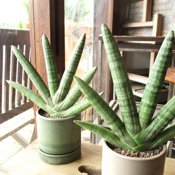 サンスベリア ボンセレンシス 鉢色選べる シリンドリカルポット 3.5号鉢サイズ 鉢植え サンセベリア トラノオ ミニ観葉 送料無料 薫る花 観葉植物 おしゃれ インテリアグリーン 誕生日プレゼントのサムネイル